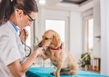 EnteroZOO: akutní pomoc při kožních onemocněních